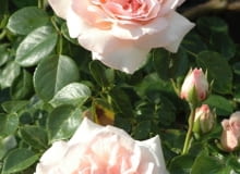 Róża pnąca 'New Dawn' Róża pnąca 'New Dawn'