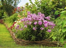 Floksy wiechowate często rozmnażają się same, rozsiewając nasiona. Siewki zakwitają po 2 latach.