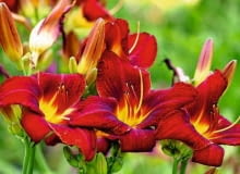 Odmiana liliowca 'Zagłoba' uzyskana przez Stefana Franczaka.