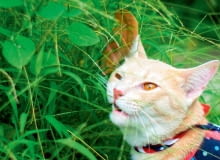 Koty lubią podgryzać soczyste źdźbła, warto więc to upodobanie uwzględnić Koty lubią podgryzać soczyste źdźbła, warto więc to upodobanie uwzględnić