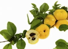 Złociste jabłuszka są twarde. Trzeba je obierać ostrym nożem Złociste jabłuszka są twarde. Trzeba je obierać ostrym nożem