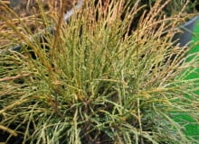 Żywotnik zachodni (Thuja occidentalis) 'Filiformis'