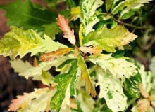 Kolor liści dębu bezszypułkowego zmienia się wraz rozwojem rośliny i porami roku Kolor liści dębu bezszypułkowego zmienia się wraz rozwojem rośliny i porami roku