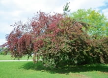 GEA6E65 Purple leaf cherry plum. Image shot 08/2014. Exact date unknown.