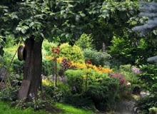 Ogród pełen lilii 12.07.2011 JEZIORSZCZYZNA KOLO KAZIMIERZA NAD WISLA NA ZDJECIU OGROD PANI JASTRZEBSKIEJ , LILIE DLA CZASOPISMA OGRODY FOT. ARKADIUSZ SCICHOCKI / AGENCJA GAZETA SLOWA KLUCZOWE: OGROD JASTRZEBSKA LILIE