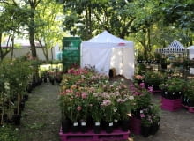 Targi Różane w Kutnie Targi Różane w Kutnie