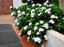 'Mediterranean Polka Dot' wznosi pędy tylko do 5 cm, ale rozkłada je lub zwiesza, tworząc poduchy o śr. do 70 cm. Podobny typ wzrostu mają inne odmiany serii Mediterranean.