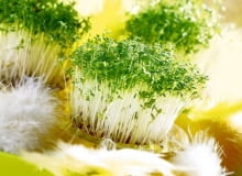 22.01.2007 WARSZAWA SESJA SWIETA WIELKANOC NA ZDJECIU RZEZUCHA , OWIES STYLIZACJA JOANNA PLACHECKA DLA CZASOPISMA PORADDNIK DOMOWYY FOT. ARKADIUSZ SCICHOCKI / AGENCJA GAZETA PUBLIKACJA PORADNIK DOMOWY NR 4 (200) - 4 2007