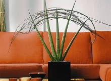 SANSEWIERIA ONE TIME USE ONLY DO JEDNOKROTNEJ PUBLIKACJI WNETRZA ROSLINY DONICZKOWE SANSEWIERIA DEKORACJE FOT. FLORA DANIA PUBLIKACJA KWIETNIK NR 7 (139) - 7.2006 SLOWA KLUCZOWE: ROSLINY WNETRZA