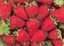 Truskawka 'Selva' Truskawka 'Selva'