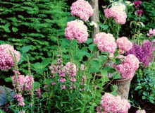 Różowoliliowe chmurki nad rabatą wznosi moja ulubiona hortensja drzewiasta (Hydrangea arborescens). Ostatnio szczególnie przypadła mi do gustu jej odmiana 'Invincibelle' (znana też jako różowa 'Annabelle'). Jest prawie metrowa. Do towarzystwa posadziłam jej krwawnice, pysznogłówki i tawułki w różnych odcieniach różu i fioletu. To zestawienie wygląda wprost zjawiskowo. Różowoliliowe chmurki nad rabatą wznosi moja ulubiona hortensja drzewiasta (Hydrangea arborescens). Ostatnio szczególnie przypadła mi do gustu jej odmiana 'Invincibelle' (znana też jako różowa 'Annabelle'). Jest prawie metrowa. Do towarzystwa posadziłam jej krwawnice, pysznogłówki i tawułki w różnych odcieniach różu i fioletu. To zestawienie wygląda wprost zjawiskowo.