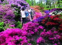 Kolekcja azalii i różaneczników rozkwita w połowie maja. Na pierwszym planie drobne azalie japońskie.