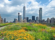 Anatomia zielonego dachu: Tak wygląda jego struktura warstwa po warstwie Anatomia zielonego dachu: Tak wygląda jego struktura warstwa po warstwie