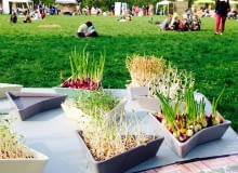 Kiełkowniki, czyli ceramiczne naczynia do domowej produkcji kiełków. W scenerii ogrodu prezentowały się wyśmienicie! wzory w ogrodzie, wzory, polski design, polskie projekty, dobry design