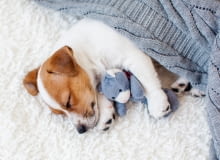 Zwierzaki w domu: gdy mieszka z nami pies Zwierzaki w domu: gdy mieszka z nami pies