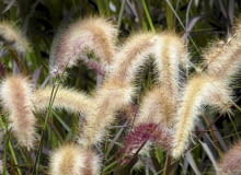 Rozplenica oścista 'Rubrum Dwarf'(Pennisetum setaceum). Dorasta do wysokości 75 cm. Kwitnie od sierpnia do października. Potrzebuje stanowiska słonecznego i wilgotnej gleby oraz okrycia na zimę. trawy, rozplenica