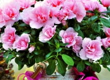 Azalea-Hybr. Christine M. 2Azalea - Hybr. Christine M. Azalee weihnachtlich