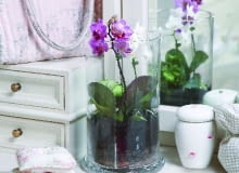 Falenopsisy i inne storczyki to wymarzone kwiaty do uprawy w szkle. Wolno rosną, potrzebują luźnego podłoża i wilgotnego mikroklimatu, który łatwo im zapewnić w naczyniu Falenopsisy i inne storczyki to wymarzone kwiaty do uprawy w szkle. Wolno rosną, potrzebują luźnego podłoża i wilgotnego mikroklimatu, który łatwo im zapewnić w naczyniu