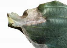 Medinilla. Brzegowe zasychanie liści Medinilla. Brzegowe zasychanie liści