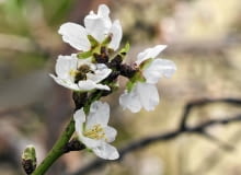 KWIATY MIGDAŁA rozwijają się wczesną wiosną, owoce dojrzewają jesienią.