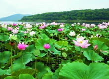 W krajach tropikalnych lotos gęsto pokrywa tafle jezior, a jego liście, kwiaty i owoce wyrastają ponad wodę. W krajach tropikalnych lotos gęsto pokrywa tafle jezior, a jego liście, kwiaty i owoce wyrastają ponad wodę.