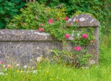 Róża pnąca. Róża pnąca.