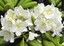 azalia, różanecznik azalia, różanecznik