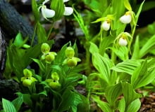 Obuwiki warto sadzić w grupie - zróżnicowana pod względem gatunków i odmian rabata może kwitnąć nawet dwa miesiące.