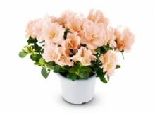 Azalie. Odmiany o łososiowych kwiatach należą do rzadkości. Ta na zdjęciu jest półpełna Azalie. Odmiany o łososiowych kwiatach należą do rzadkości. Ta na zdjęciu jest półpełna