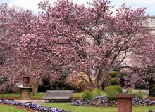 magnolia, 'Rustica rubra' to silnie rosnąca odmiana magnolii Soulange'a o rozłożystej koronie. magnolia, 'Rustica rubra' to silnie rosnąca odmiana magnolii Soulange'a o rozłożystej koronie.