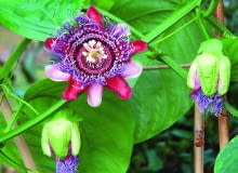 Męczennica (Passiflora)