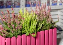 Zimowanie wrzosów w doniczce Zimowanie wrzosów w doniczce