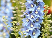 Ostróżka 'Light Blue White Bee' zachwyca błękitnymi płatkami