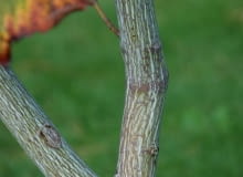 Klon pensylwański (Acer pensylvanicum) Klon pensylwański (Acer pensylvanicum)