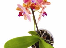 U Falenopsisa nektarniki znajdują się też poza kwiatami - na łodygach i liściach. Dlatego pojawiają się tam słodkie krople