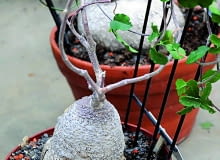 Fokeę zdobi zgrubienie na łodydze zwane kaudeksem. Roślina wymaga dużo światła.