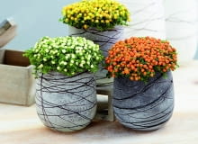 Nertera granadensis collection