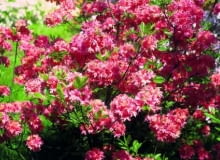 Azalia. Różowo kwitnąca 'Norma' dorasta do półtora metra.