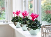 Listopad to dobry czas na zakup kwitnących roślin
