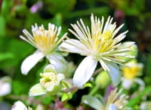 Powojnik pnący (Clematis vitalba).