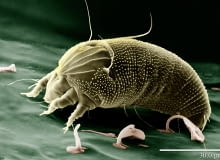 Roztocze Rust Mite