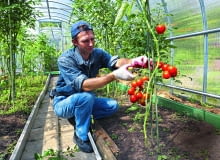 Tylko pomidory nawożone z umiarem są naprawdę zdrowe. Tylko pomidory nawożone z umiarem są naprawdę zdrowe.