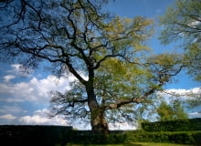 Dąb Wybickiego z Będomina
