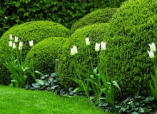 Przycięty w kule bukszpan. Jest efektowny przez cały rok, a poza tym na takim tle doskonale prezentują się sezonowe rośliny