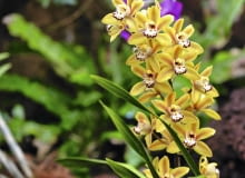 'La Vie Stella' - odmiana o łodygach wzniesionych. 'La Vie Stella' - odmiana o łodygach wzniesionych.