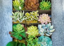 Do wnętrz nadają się maranty, filodendrony, monstery, aglonemy, frizee, guzmanie, anturium, zroślicha, skrzydłokwiat, fatsje, scindapsusy, peperomie, paprocie, zielistka, sukulenty, zioła. Na zewnątrz można posadzić np. bratki, rozchodniki, rojniki, barwinek, fiołki, trzmielinę, żagwin, niecierpki oraz także zioła. Do wnętrz nadają się maranty, filodendrony, monstery, aglonemy, frizee, guzmanie, anturium, zroślicha, skrzydłokwiat, fatsje, scindapsusy, peperomie, paprocie, zielistka, sukulenty, zioła. Na zewnątrz można posadzić np. bratki, rozchodniki, rojniki, barwinek, fiołki, trzmielinę, żagwin, niecierpki oraz także zioła.