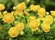 Pełnik w naturze jest w Polsce chroniony prawem. Możemy go mieć w ogrodzie, jeśli zakupimy okaz pochodzący z legalnego źródła. Pełnik w naturze jest w Polsce chroniony prawem. Możemy go mieć w ogrodzie, jeśli zakupimy okaz pochodzący z legalnego źródła.