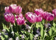 IBC-16april07 0009 ZDJĘCIE DO WKŁADKI: Dry Bulbs & Springflowering bulbs