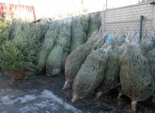 Choinka choinka, boze narodzenie