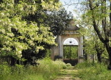 robinia biała (Robinia pseudoacacia) robinia biała (Robinia pseudoacacia)